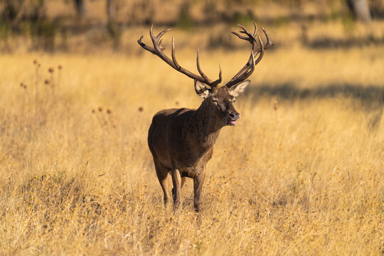 Mature Red Deer Stag In A Spanish Pasture  