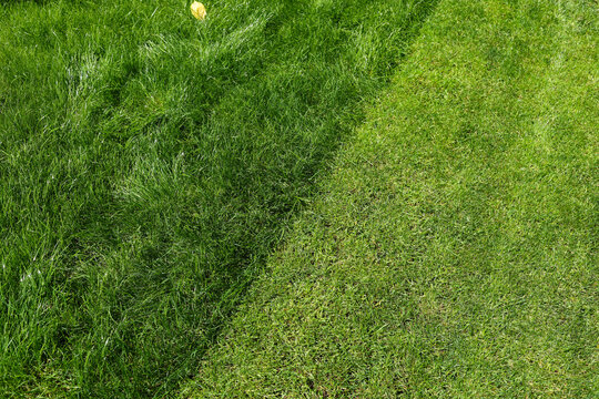 mowed lawn