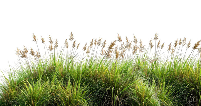 Prairie dropseed Sporobolus heterolepis and Calamagrostis acutiflora (Karl Foerster) grass isolated png on a transparent background premium cutout high resolution