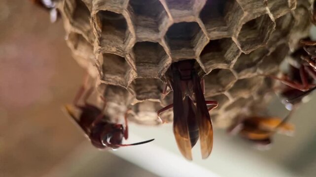 Honey Bee Inspecting Honeycomb Cells Inside the Hive Macro Close Up 4k video