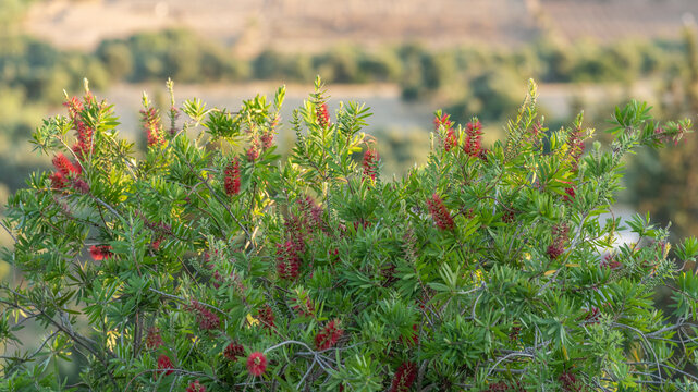 Callistemon