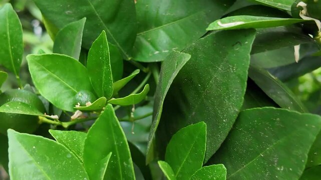 Calamondin citrus tree flowering and fruiting in a greenhouse, healthy home cultivation with fragrant blossoms and ripening fruits on a compact citrus plant