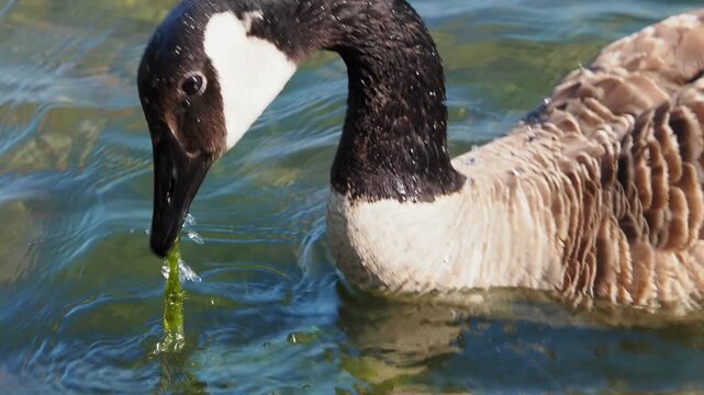 Canada Goose Swimming in Clear Rippling Water