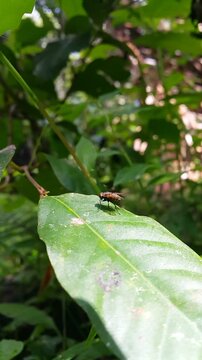 Housefly resting on a green leaf. A close-up vertical shot of a common housefly perched on a vibrant green leaf in a natural outdoor garden setting.