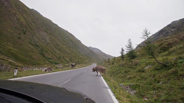 Scenic drive through the Tyrol Alps with mountain cows crossing the high altitude road viewed from a moving car surrounded by beautiful Austrian landscapes and nature