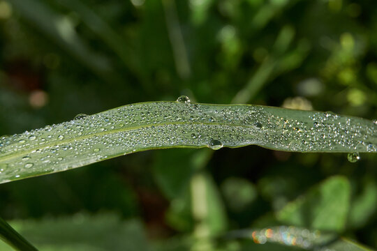 Close-up of dewdrops on leaves and buds of garden plants. Each dewdrop becomes a perfect spherical lens, magnifying the structure of petals and greenery many times over.