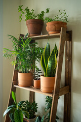 Fototapeta premium Houseplants growing on a rustic wooden ladder shelf, creating a green indoor garden providing a fresh, lively home decor display, bringing natural beauty into a modern living space