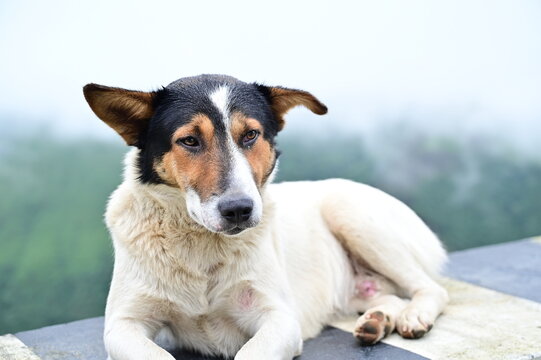 Portrait of an Indian Pariah Dog Resting Outdoors