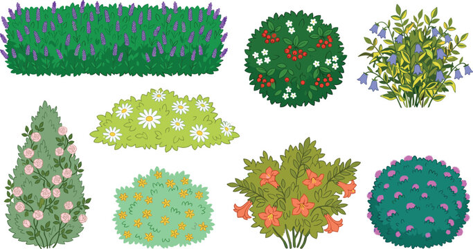 Garden Flower Bush and Landscaping Shrub Clipart Vector Set with Blooming Lavender Hedge Rose Bush Hydrangea Bluebell and Daisy Botanical Elements