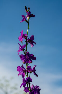 Vibrant purple Consolida orientalis flower stem blooming against a clear blue sky in spring