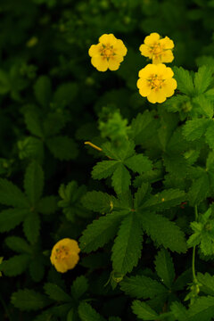 Close up of yellow creeping cinquefoil flowers Potentilla reptans with green leaves in a dark nature background