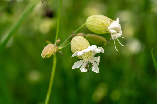 White bladder campion flower on green background.