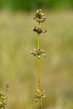 Closeup of a wild meadow plant stem with clustered buds against a blurred green background