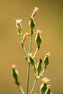 Macro of a green wild campion plant stalk with dry seedpod buds in nature against a golden background