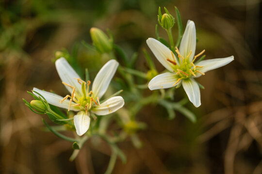 Peganum harmala or Syrian rue blooming with white flowers and yellow stamens in a natural outdoor setting