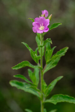 Pink blooming Epilobium hirsutum great willowherb flower in a natural outdoor setting