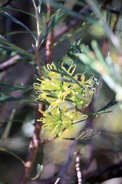 Grevillea Lemon Supreme in flower, South Australia