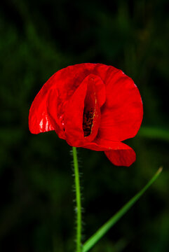 Vibrant red Papaver rhoeas flower in bloom against a dark green background