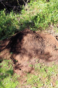 Termite mound of Nasutitermes exitiosus, South Australia