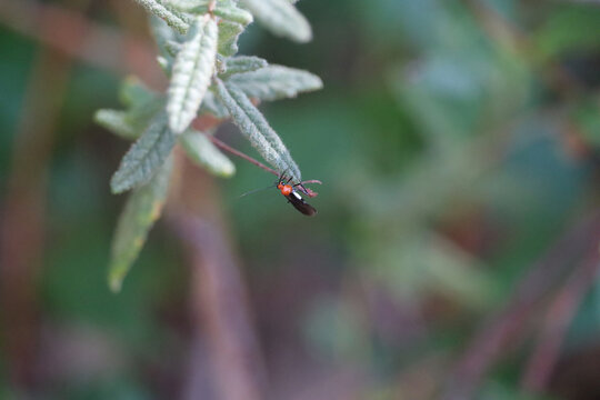 White Flank Orange Braconid wasp, South Australia