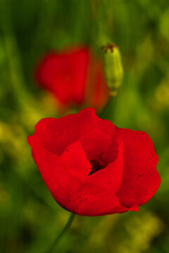 Blooming red Papaver rhoeas poppy flower in a green spring meadow with blurred background