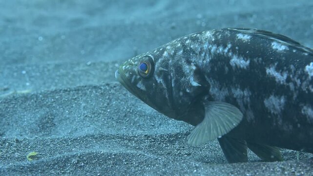 Kelp bass face up close.