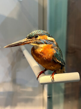 Insektenfresser - Sch&ouml;nes Exponat eines Eisvogels