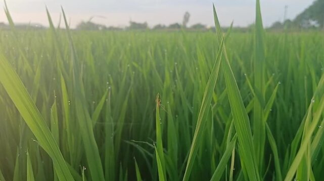 Tiny Spider Spinning Web Between Rice Leaves in Green Paddy Field