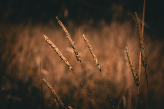 Close-up of Koeleria cristata grass seed heads in a field with a blurred background