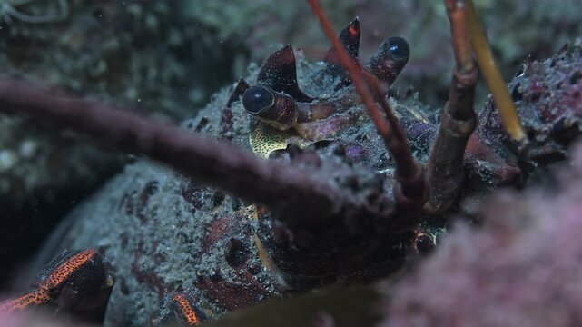 Lobster face macro view.