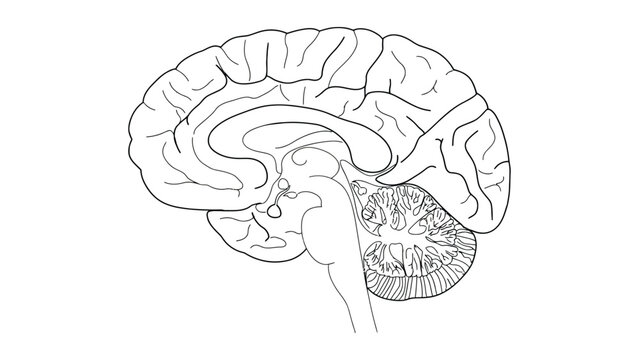 Black and white line of a human brain in sagittal section, showing anatomical structures for medical, educational, or scientific use
