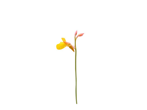 Utricularia bifida or bladderwort plant with flower and buds isolated on a white background