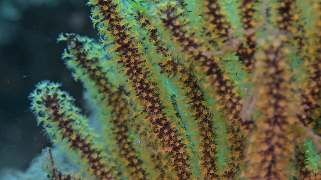 Polyps of California golden gorgonian macro.