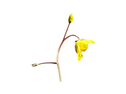 Utricularia bifida or bladderwort plant with flower and buds isolated on a white background