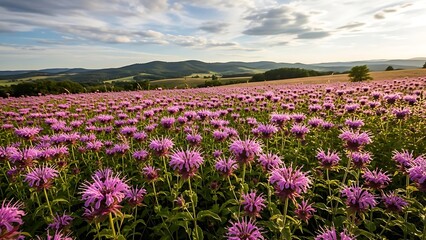 Fototapeta premium Field of purple bee balm flowers under a cloudy sunset sky with landscape