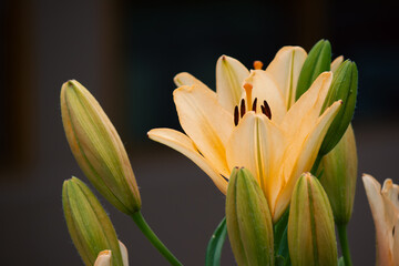 Obraz premium Side view of yellow lily flower blooming in summer garden
