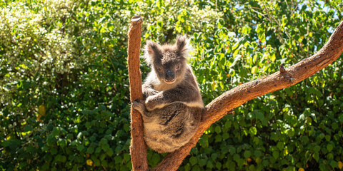 koala © Stefan