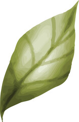 Green Leaf Illustration © dheodonnya