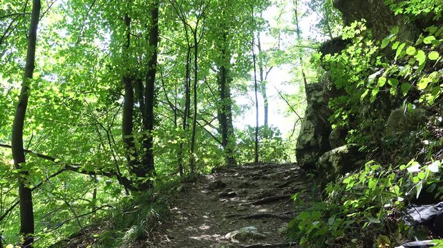 Man Hiking on Forest Trail Surrounded by Green Trees