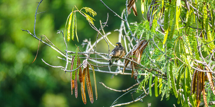 vogel in regenwald