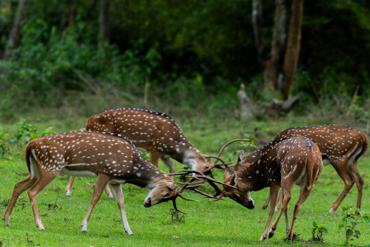 Spotted deers fighting
