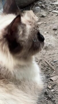 Close-up portrait of a fluffy Siamese cat with striking blue eyes outdoors.
