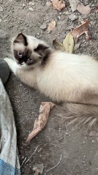 Fluffy Siamese cat sitting on dry ground outdoors