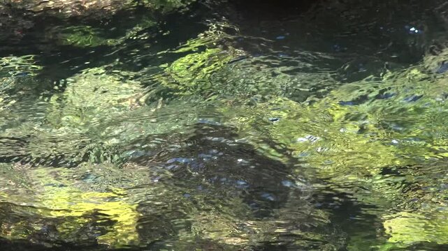 Clear Mountain Stream Water Ripples Sunlight Reflection. Closeup Flowing Mountain Stream Over Mossy Rocks.