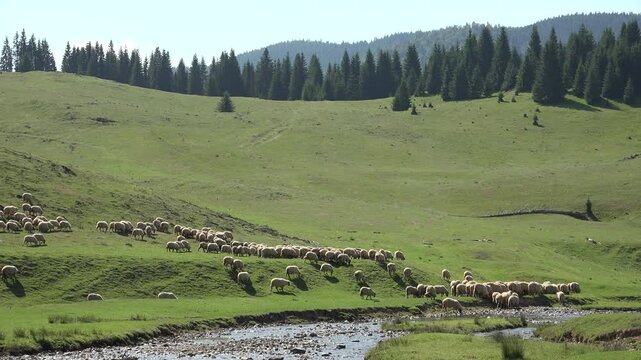Traditional Sheep Grazing in Mountain Valley. Flock of Sheep Grazing Mountain Pasture Summer Alps