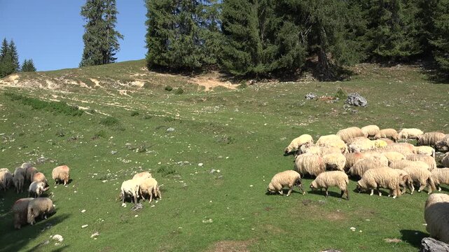 Traditional Sheep Grazing in Mountain Valley. Flock of Sheep Grazing Mountain Pasture Summer Alps