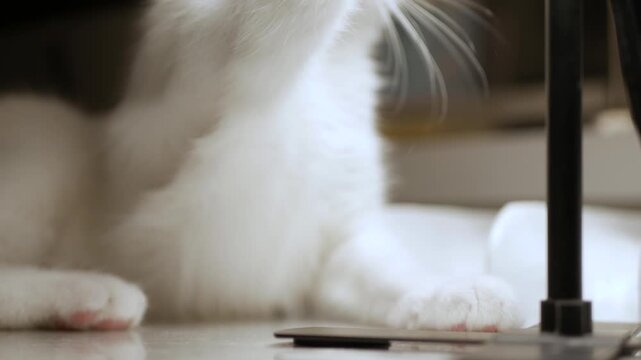 Closeup Portrait of White Cat with Big Blue and Green Eyes.