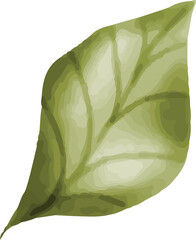 Fresh Leaf Illustration © dheodonnya