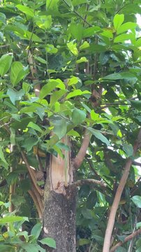 Close-up of lush tropical tree with peeled bark revealing inner wood