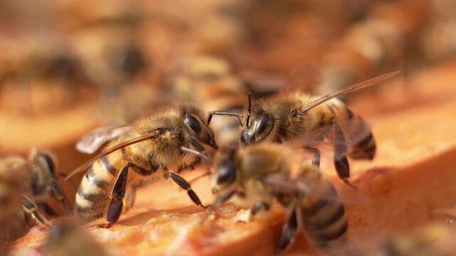 Macro of honey bees interacting inside the hive in smooth slow motion